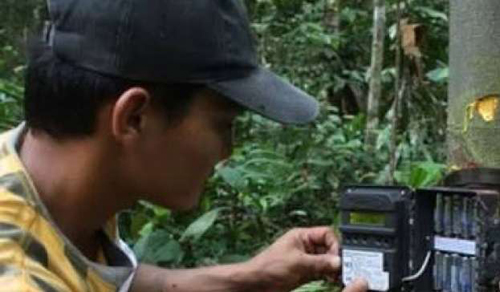 Jejak Harimau Terlihat di Kebun Sawit Inhu, BBKSDA Riau Pasang Kamera Pengintai